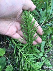 Equisetum