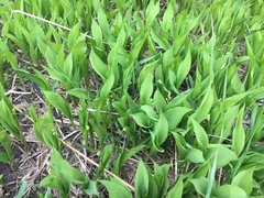 Convallaria majalis
