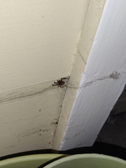 Araneae