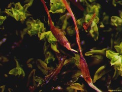 Tortula inermis