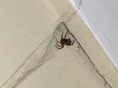 Araneomorphae