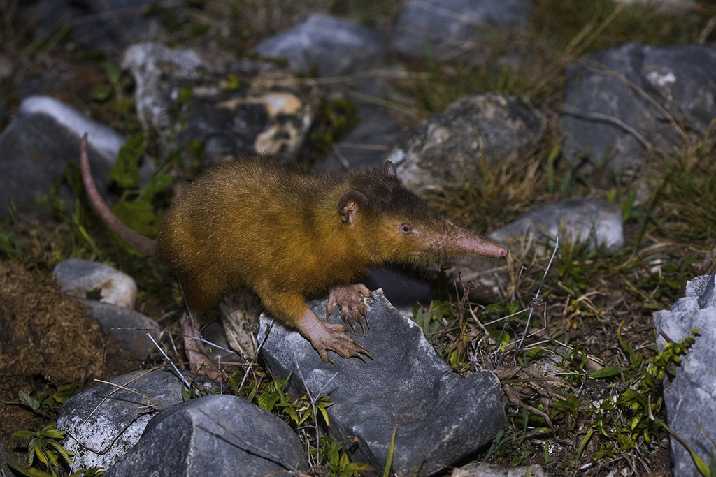 (Solenodon) - Know Your Mammals