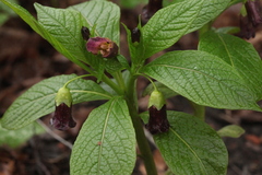 Scopolia caucasica