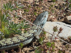 Elgaria multicarinata webbii