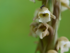 Peristylus plantagineus