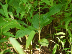 Peristylus plantagineus