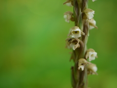 Peristylus plantagineus