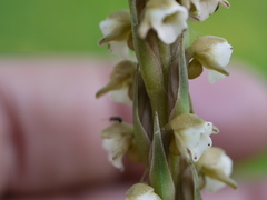 Peristylus plantagineus