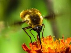Bombylius mexicanus