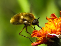 Bombylius mexicanus