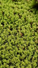 Grimmia torquata