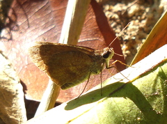 Synapte pecta