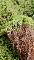 Grimmia torquata