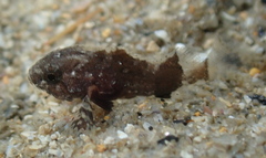 Centropogon