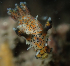 Polycera fujitai