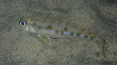 Sillago ciliata