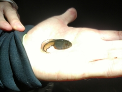 Lithobates heckscheri