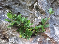 Cyclophyllum sessilifolium