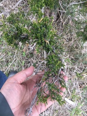 Juniperus