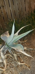 Agave ovatifolia