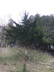 Juniperus