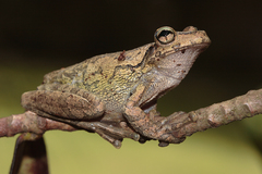 Osteopilus dominicensis