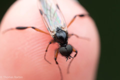 Bibio palliatus