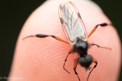 Bibio palliatus
