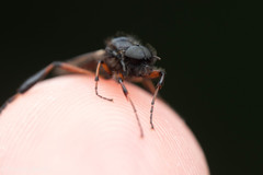 Bibio palliatus