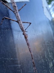 Acanthoxyla geisovii