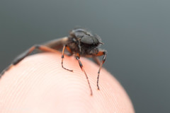 Bibio palliatus
