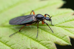 Bibio xanthopus