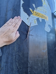 Acanthoxyla geisovii