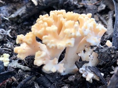 Ramaria capitata capitata