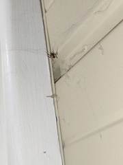 Araneae