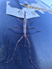 Acanthoxyla geisovii