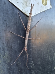 Acanthoxyla geisovii