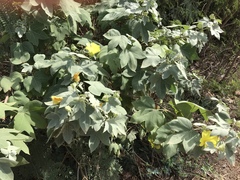 Gossypium tomentosum