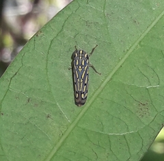 Apogonalia stalii