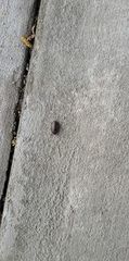 Armadillidium vulgare