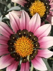 Gazania linearis