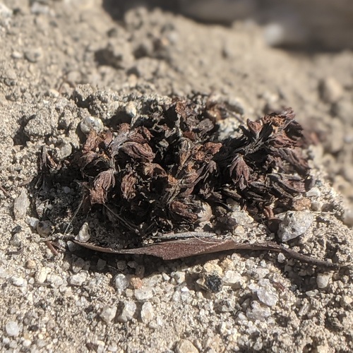 Desert Gold Parsnip* foliage