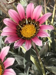 Gazania linearis