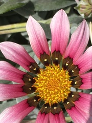 Gazania linearis