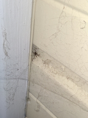 Araneae