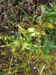 Halenia rhyacophila image