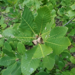 Quercus sadleriana