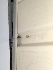 Araneae