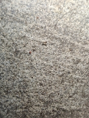 Formicidae