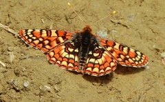 Euphydryas anicia wecoeut